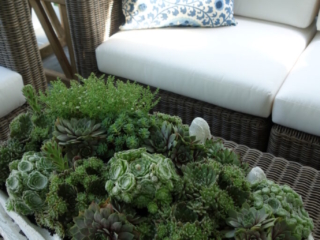 Decorative large shell with greenery