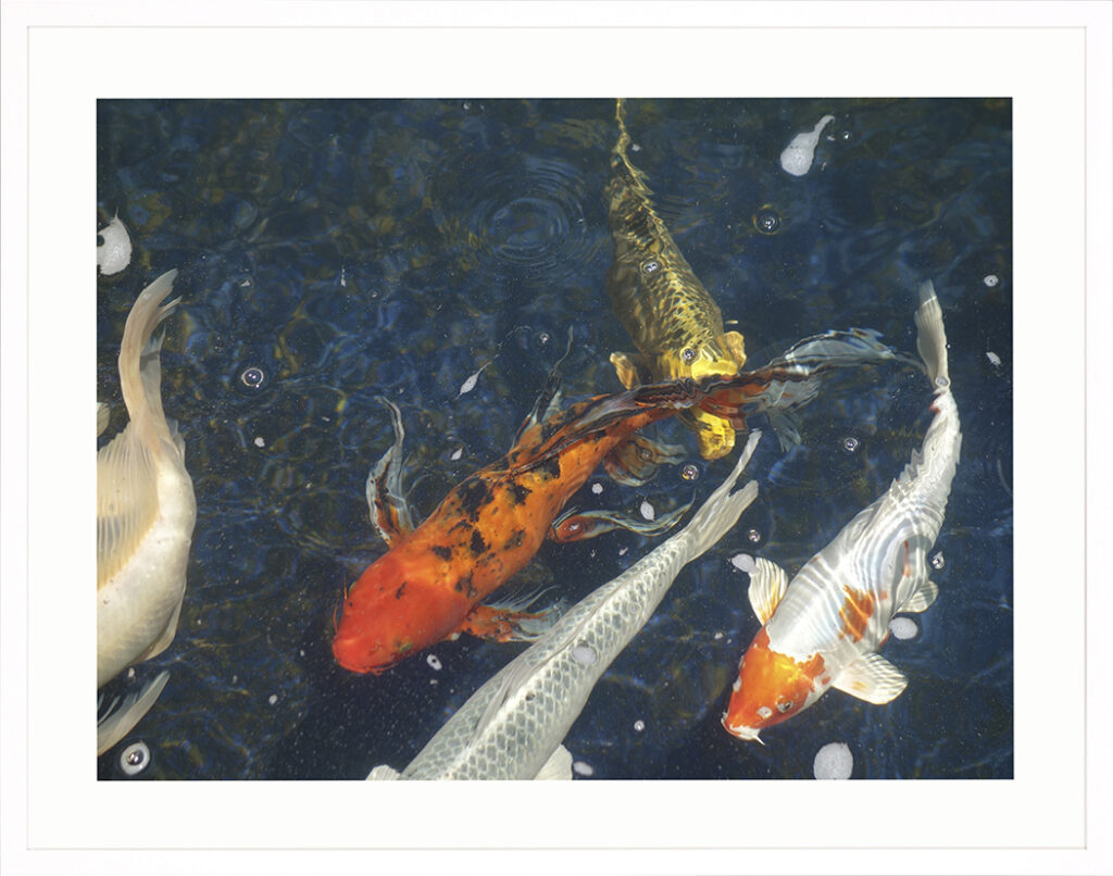 Wall Art Koi Fish in Water